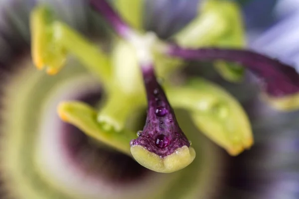 Makrostaubgefäße Der Passionsblume Mit Wassertropfen Nahaufnahme Einer Schönen Großen Blume — Stockfoto