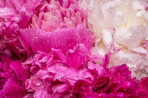 A bouquet of peonies with water drops. Spring violet flowers.