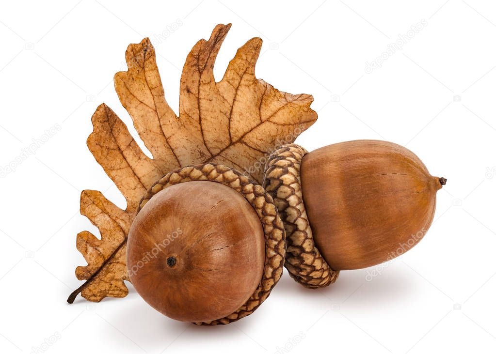 acorns with oak leaf