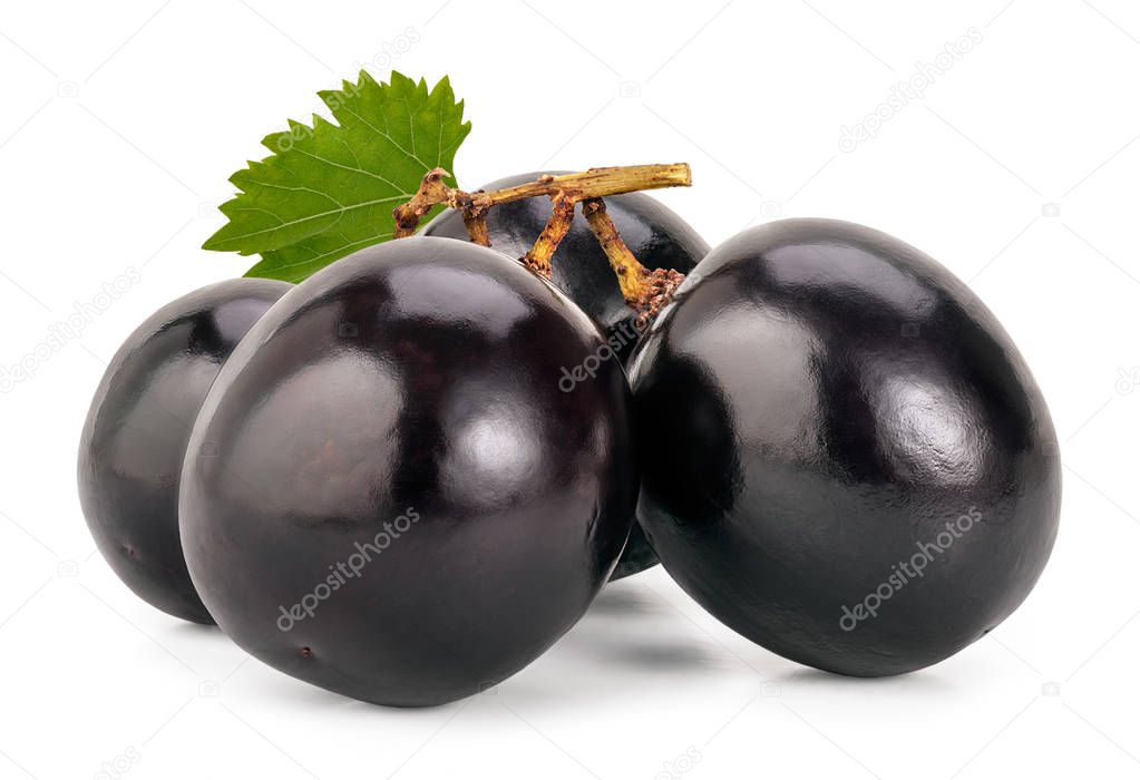 Fresh black grapes