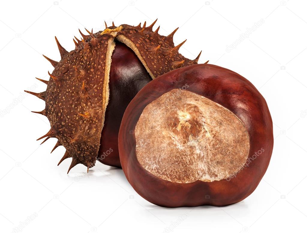 Two glossy brown conkers 