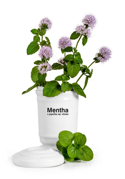 Mint in full bloom — Stock Photo, Image