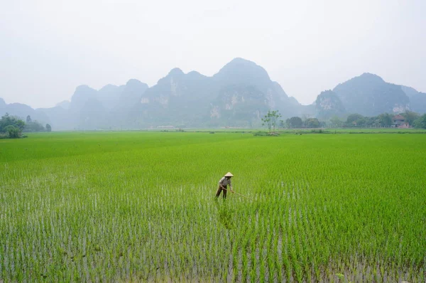 Фермер Работающий Рисовом Поле Против Падения Известняковых Гор Северном Вьетнаме — стоковое фото