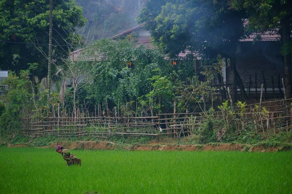 Kuzey Vietnam Daki Kireçtaşı Dağlarına Karşı Pirinç Tarlasında Çalışan Çiftçi — Stok fotoğraf