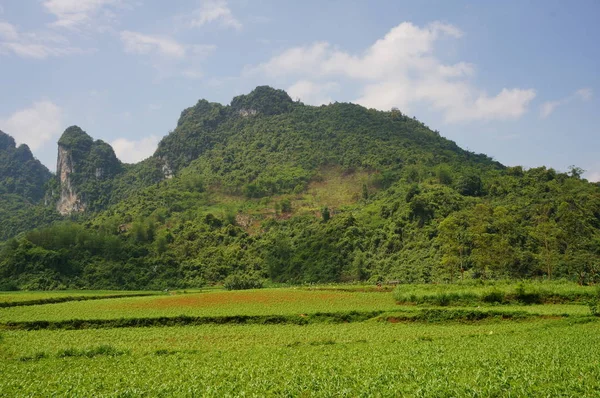 Montañas Verdes Vietnam Sin Tener Cuenta Campo Arroz —  Fotos de Stock