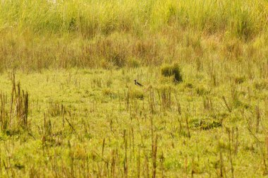 Shuklaphanta Ulusal Parkı Çayırları, Nepal