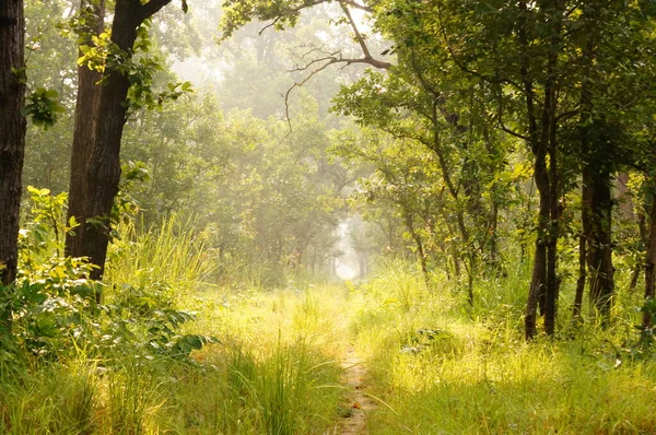 Beautiful sunlit path in the jungle of Shuklaphanta National Park, Nepal 