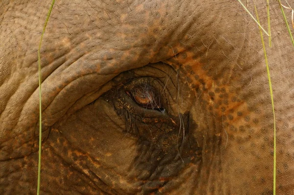 Olho Close Elefante Indiano Parque Nacional Shuklaphanta Nepal — Fotografia de Stock