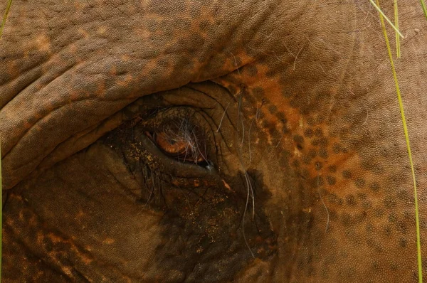 공원에 코끼리의 — 스톡 사진