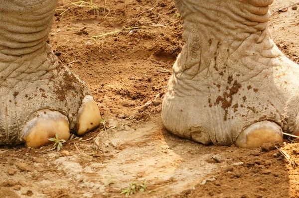 Pies Primer Plano Elefante Indio Parque Nacional Shuklaphanta Nepal — Foto de Stock