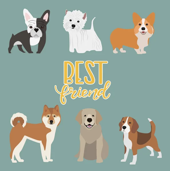 Espèces des races de chiens — Image vectorielle