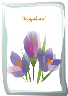 Mor Crocus buket