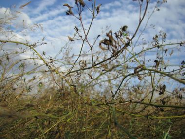 Yeşil çim beyaz tüylü tavşan