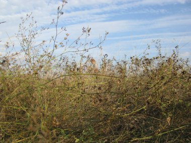 Yeşil çim beyaz tüylü tavşan