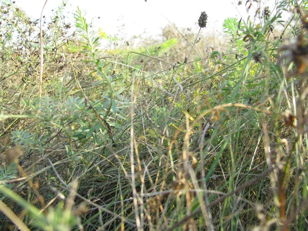 Lapin Pelucheux Blanc Dans Herbe Verte — Photo