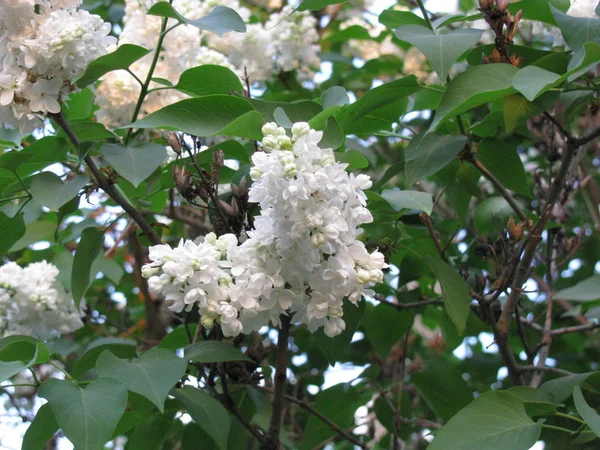 Cespuglio Fiorente Lilla Nella Primavera — Foto Stock