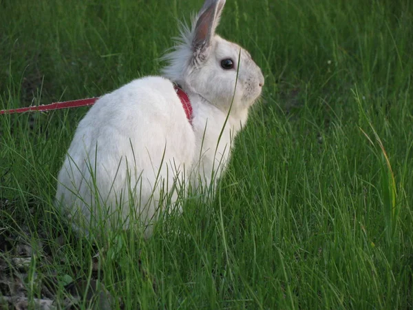 Белый Пушистый Кролик Зеленой Траве — стоковое фото