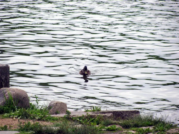 Pato Salvaje Hierba Verde Junto Lago — Foto de Stock