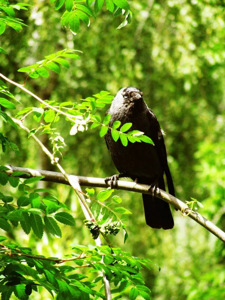 Jackdaw Noir Sur Une Branche Dans Forêt — Photo