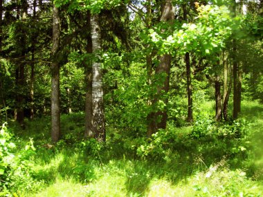 yaz, ağaçlar, çim ve çalılar yeşil orman