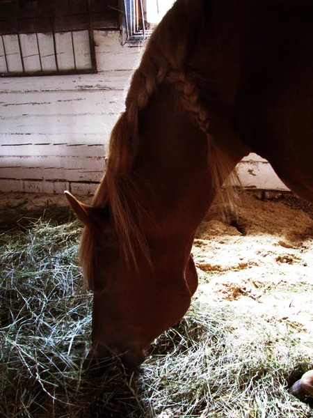 Рыжая Лошадь Стойле Ест Сено — стоковое фото