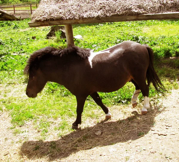 Rotes Pferd Pony Läuft Über Den Hof — Stockfoto