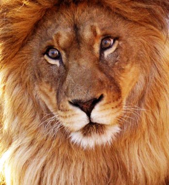 Yırtıcı bir hayvan, bir aslan kedigiller ailesinden portresi