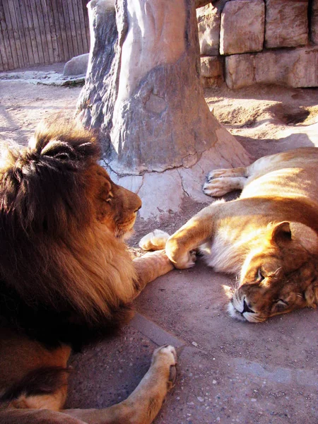 family of cats, a pair of lions in the city zoo