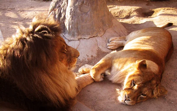 Familia Gatos Par Leones Zoológico Ciudad —  Fotos de Stock