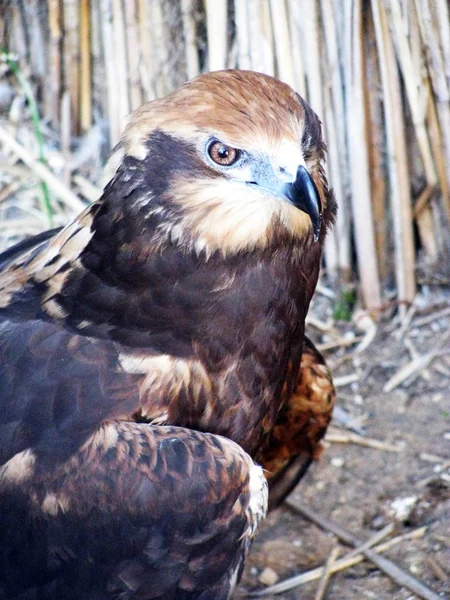 Wild Stäpp Falk Stads Zooen — Stockfoto