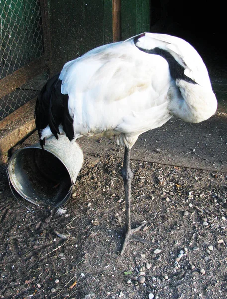 Stork şehir hayvanat bahçesinde büyük bir kuş