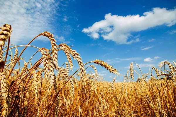 Sahada olgun bir kadın, mavi gökyüzüne karşı.