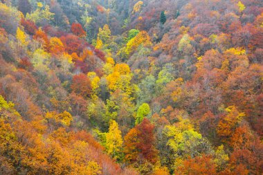 Aerial view of a colorful forest in autumn clipart