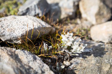 Kayaların arasına büyüyen edelweiss çiçek