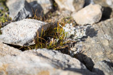 Kayaların arasına büyüyen edelweiss çiçek