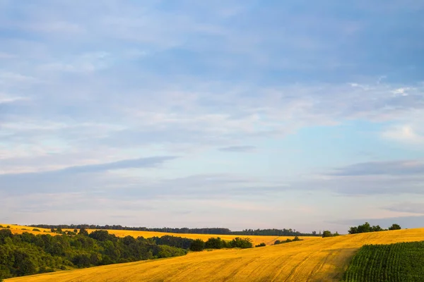 Розовый восход или закат на пшеничных или ячменных полях — стоковое фото