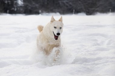 Karda çalıştıran Sibirya husky köpek