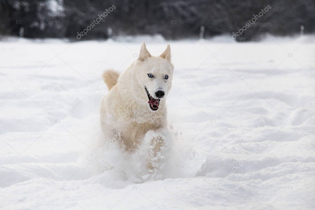 Siberian husky dog running in snow