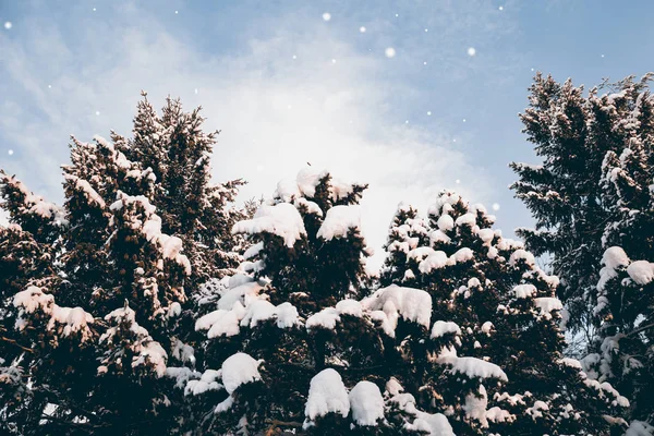 Neve caindo em abetos no inverno — Fotografia de Stock