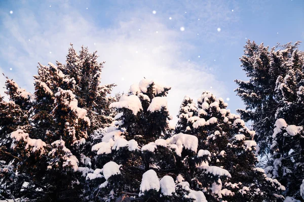 Çam ağaçları kış aylarında düşen kar — Stok fotoğraf