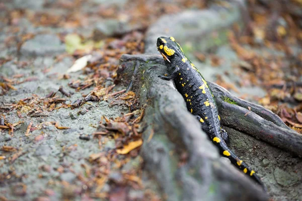 Цветная огненная саламандра на корне дерева — стоковое фото
