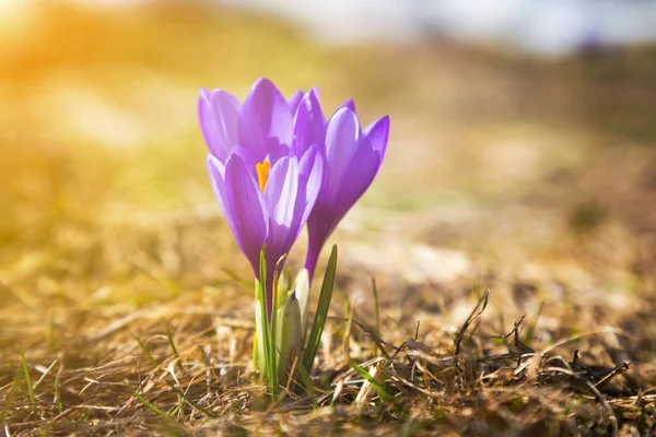 Świeże górskie kolorowe fioletowy krokus kwiat — Zdjęcie stockowe