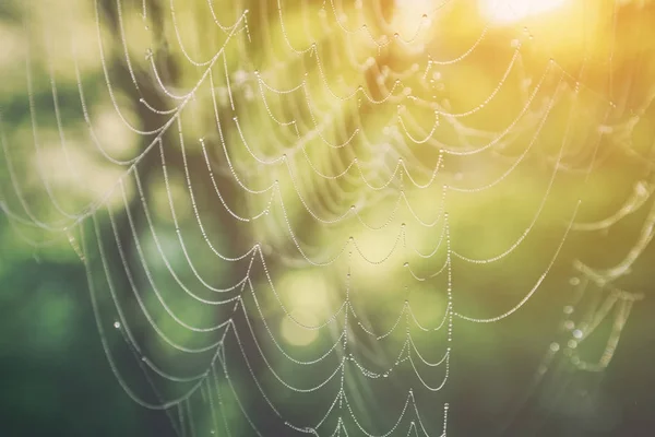 Spider web with dew drops at sunrise — Stock Photo, Image