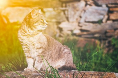 Bir bahçe taş üzerine oturan kedi