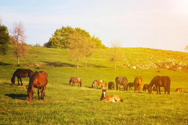 Scenic view of horses out to pasture on sunny day — Stock Photo, Image