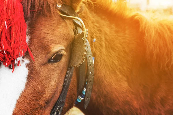 Harnessed horse with a red head decoration — Stock Photo, Image