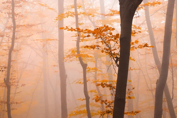 Mglisty Jesienny Las Kolorowymi Pomarańczowymi Liśćmi Przelatujący Przez Pnie Drzew — Zdjęcie stockowe