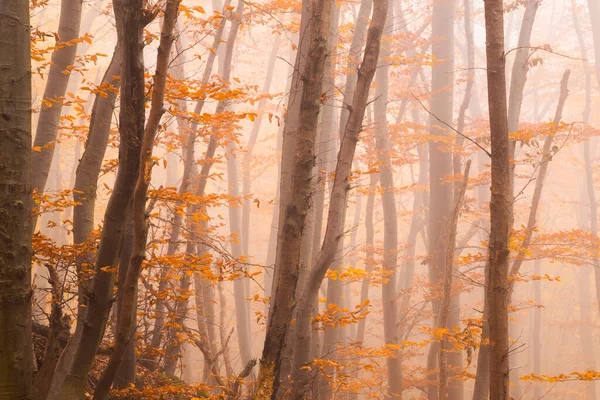 Туманный Осенний Лес Разноцветными Оранжевыми Листьями Мелькающими Через Стволы Деревьев — стоковое фото