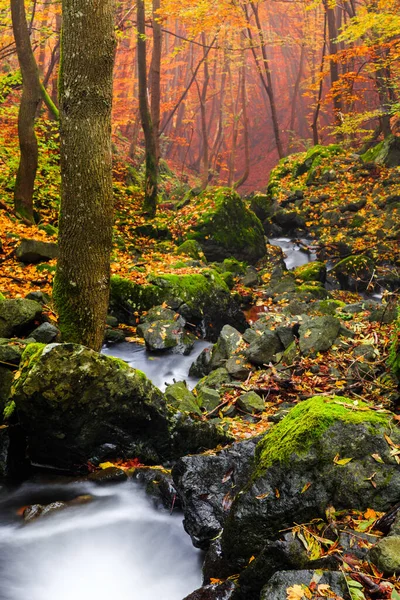 Flusso Che Scorre Attraverso Rocce Muschiate Una Foresta Colorata Autunno — Foto Stock