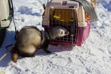 the ferret is standing next to his cage clipart
